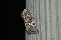 Hadena albimacula