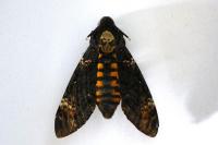 Acherontia atropos