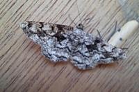 Peribatodes umbraria umbraria