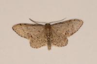 Idaea efflorata