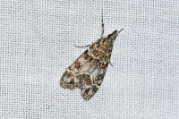 Eudonia mercurella