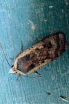Noctua pronuba