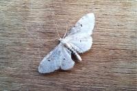Idaea filicata
