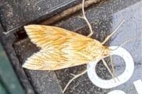 Cynaeda dentalis