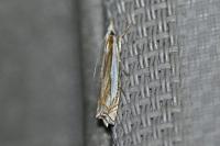 Crambus pascuella