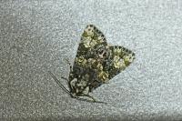 Craniophora ligustri