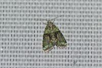 Cryphia algae