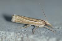 Ancylolomia tentaculella