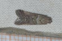 Acrobasis consociella