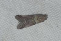 Acrobasis consociella
