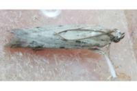 Phycitodes