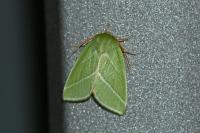 Pseudoips prasinanus