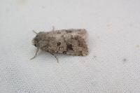 Anarta sodae