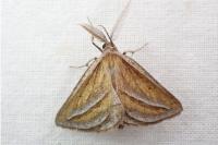 Chariaspilates formosaria