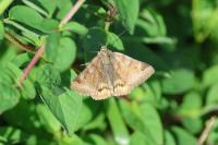 Euclidia glyphica