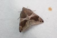 Dysgonia algira