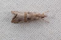 Euchromius ramburiellus