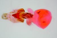 Euchromius ramburiellus