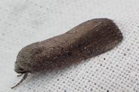 Nonagria typhae