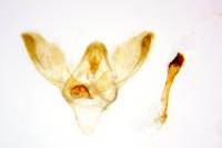 Phycitodes inquinatella