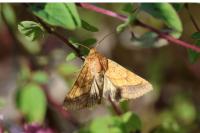 Pyrrhia umbra