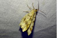 Macaria alternata