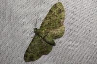 Pasiphila rectangulata