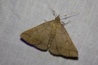 Zanclognatha lunalis