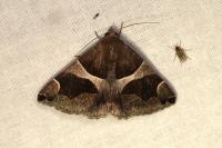 Dysgonia algira