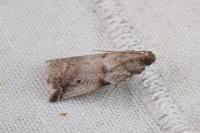 Acrobasis glaucella/fallouella