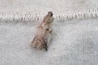 Acrobasis glaucella/fallouella