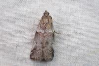 Acrobasis legatea