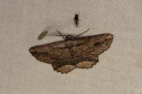 Menophra abruptaria
