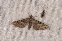 Gymnoscelis rufifasciata