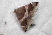 Dysgonia algira