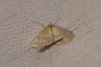 Idaea rainerii