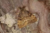 Lymantria dispar