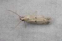 Homoeosoma inustellum