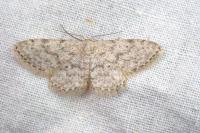 Idaea alyssumata