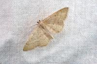 Idaea elongaria
