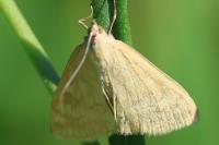 Sitochroa verticalis