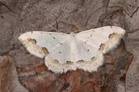 Scopula ornata