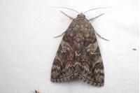 Catocala dilecta