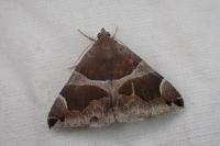 Dysgonia algira