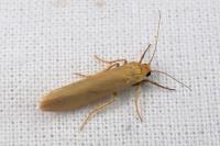 Indalia pygmaeola pallifrons