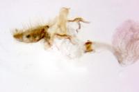 Metasia cuencalis bourgognei