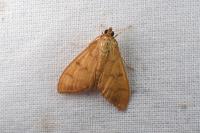 Patania balteata