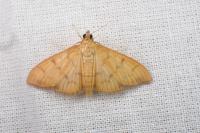 Patania balteata