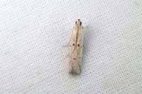 Homoeosoma inustellum