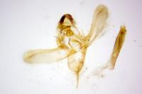Homoeosoma inustellum